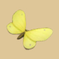 蝶（Butterfly）