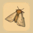 蛾（moth）